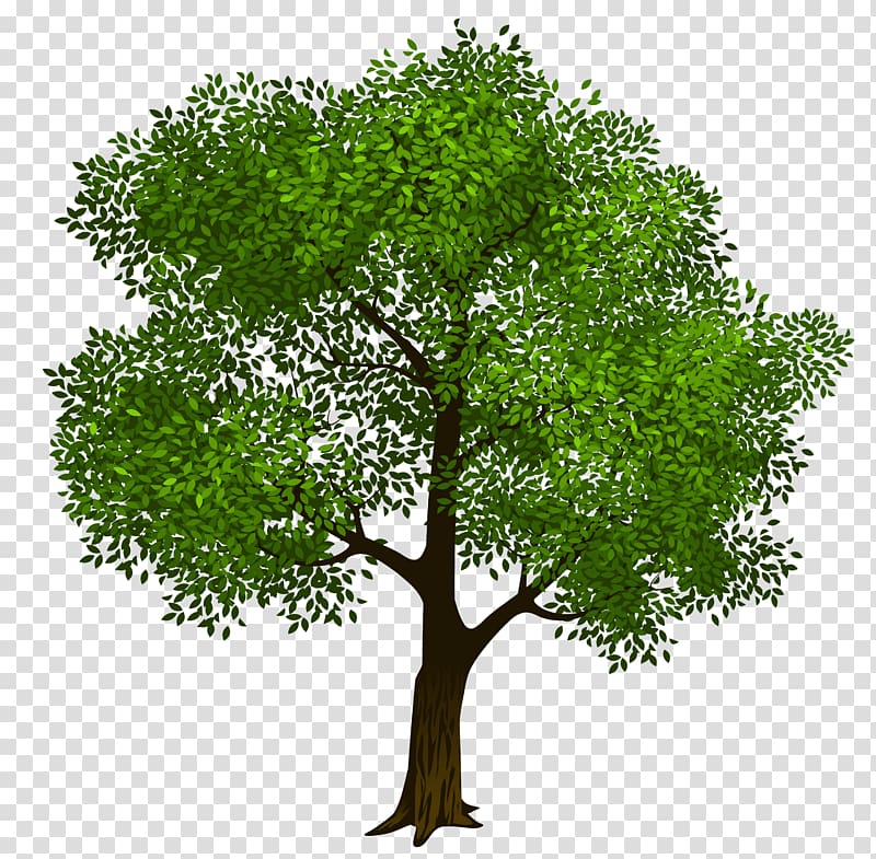 Tree , Green Tree , brown and green tree illustration transparent background PNG clipart
