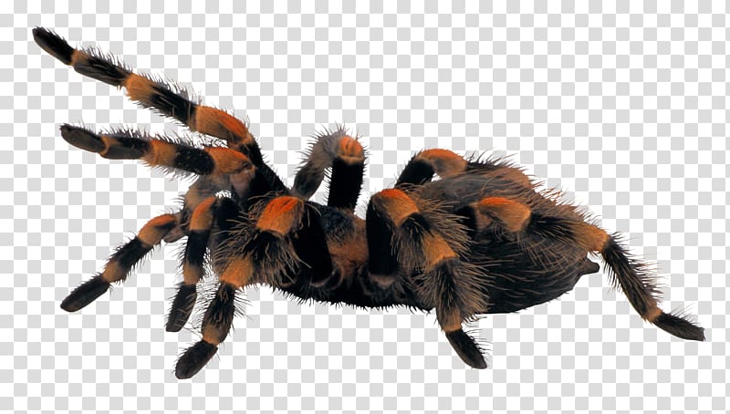Scary Spiders Brachypelma hamorii Tarantula, spider transparent background PNG clipart