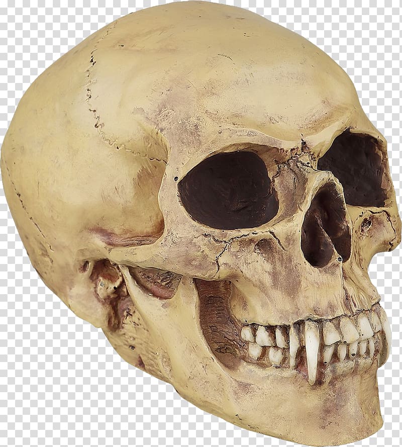 Human skull symbolism Bone Vampire Tooth, skull transparent background PNG clipart