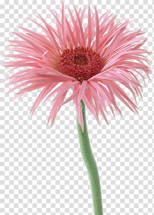 Common daisy Transvaal daisy Cut flowers Petal, flower transparent background PNG clipart