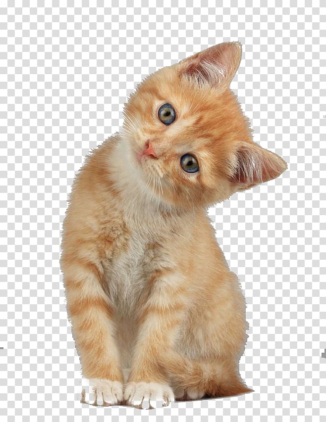 creative cute cat head tilt transparent background PNG clipart