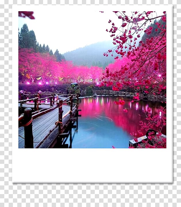 Japan Cherry blossom Landscape, japan transparent background PNG clipart