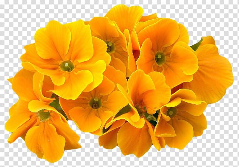 Learn Flower Plant Cowslip Eudicots, plant transparent background PNG clipart
