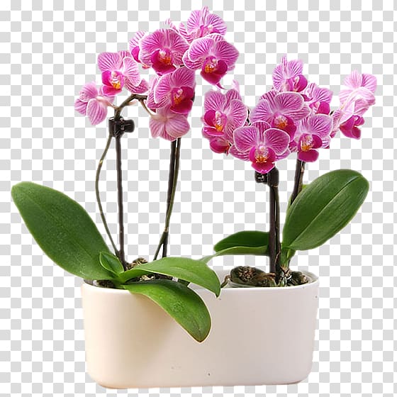 Moth orchids Cattleya orchids Cut flowers Flowerpot, orchidea transparent background PNG clipart