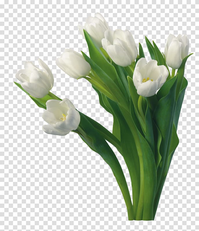 Tulip Flower Desktop Rose White, tulip transparent background PNG clipart