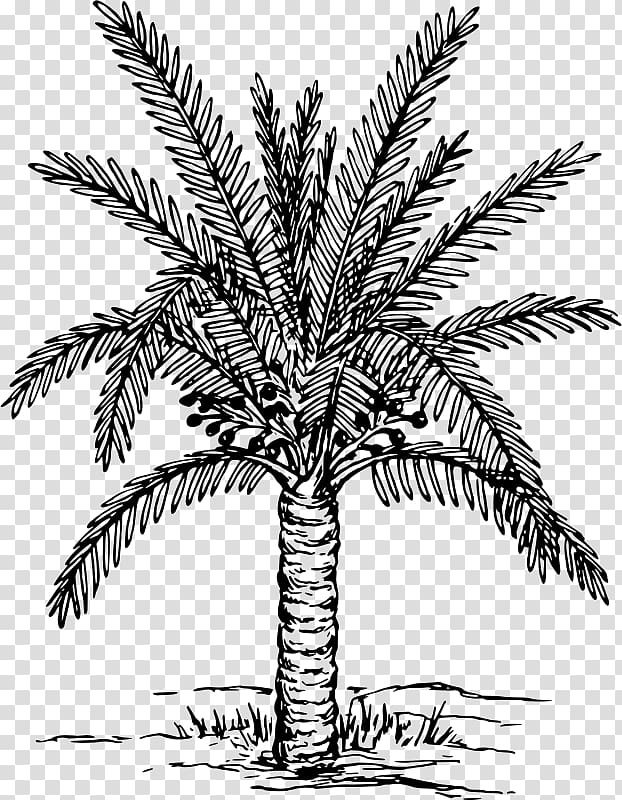 Arecaceae Drawing Date palm , date palm transparent background PNG clipart