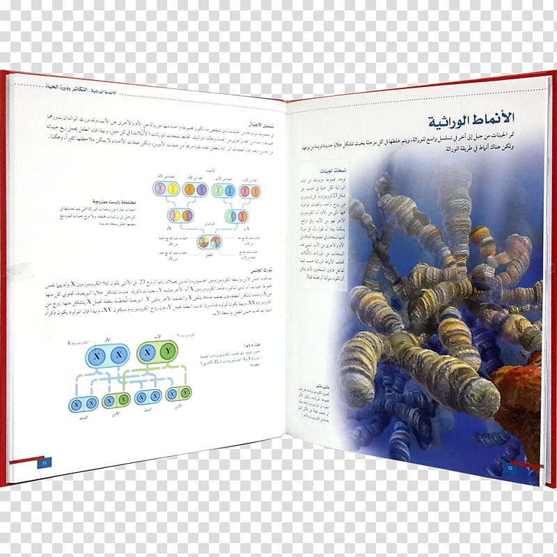 Graphic design Brochure Organism, design transparent background PNG clipart