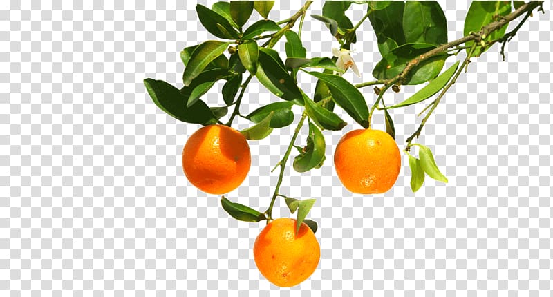 Clementine Mandarin orange Tangerine Bitter orange, orange transparent background PNG clipart
