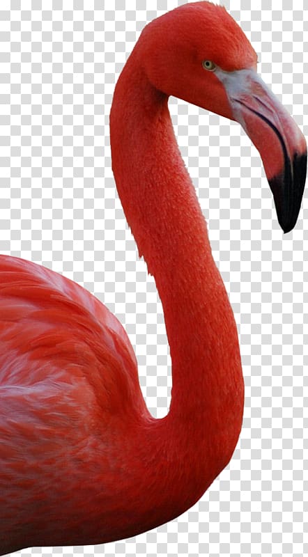 American flamingo Greater flamingo Bird, others transparent background PNG clipart