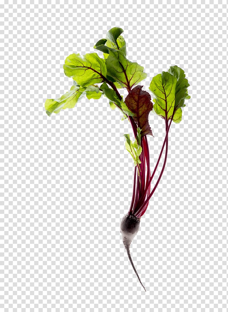 Upcycling Leaf vegetable Do it yourself Soil, beetroot transparent background PNG clipart