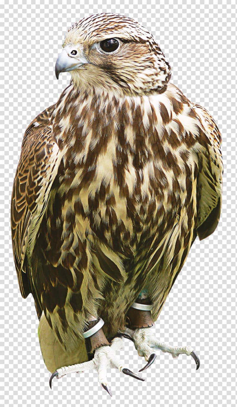 Hawk Owl Buzzard Fauna Beak, owl transparent background PNG clipart