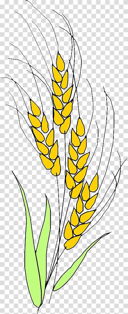 Grasses Ear Rice , Rice transparent background PNG clipart