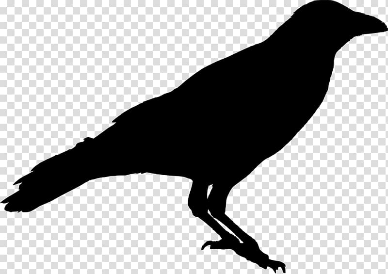 American crow Silhouette Common raven Carrion crow, the crow transparent background PNG clipart