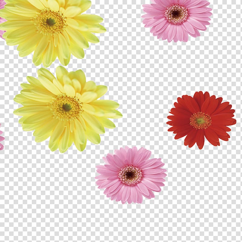 Common daisy Chrysanthemum indicum Flower Transvaal daisy, Chrysanthemum transparent background PNG clipart