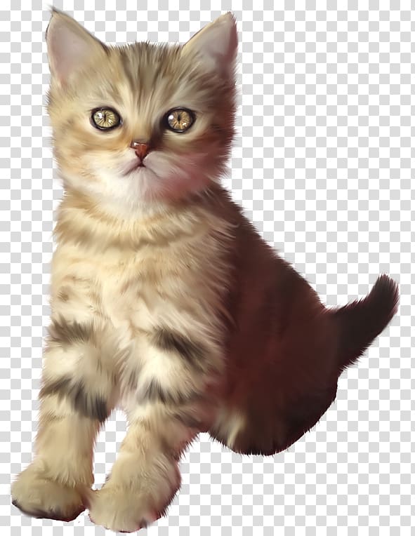 Kitten American Shorthair British Semi-longhair Asian Semi-longhair Ragamuffin cat, kitten transparent background PNG clipart