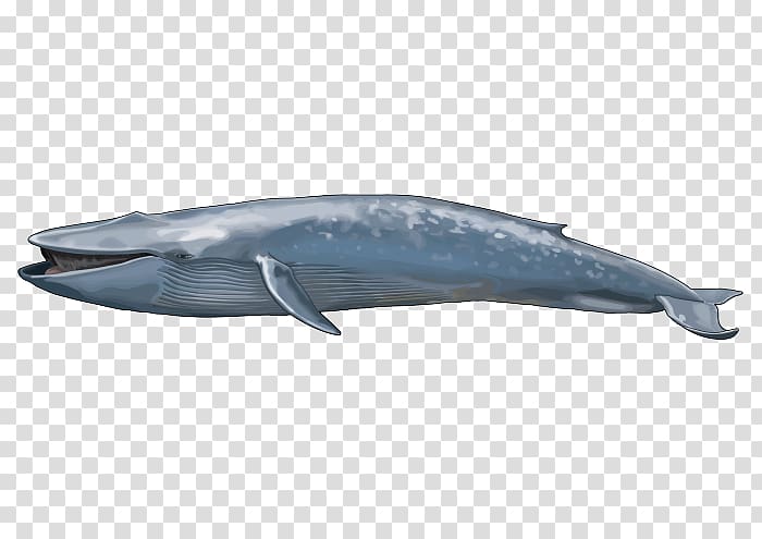 Sperm whale Porpoise Common bottlenose dolphin Tucuxi Blue whale, whale transparent background PNG clipart