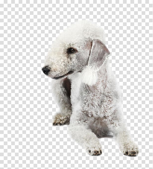 Wire Hair Fox Terrier Puppy Dog breed Companion dog, puppy transparent background PNG clipart