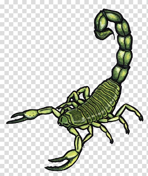 Scorpion Body art Tattoo, Scorpion transparent background PNG clipart