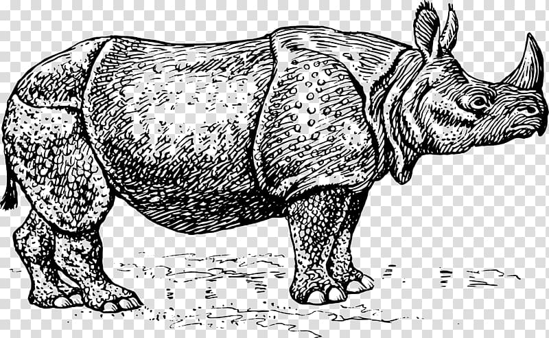 Rhinoceros A Sick Day for Amos McGee, Black Rhinoceros transparent background PNG clipart