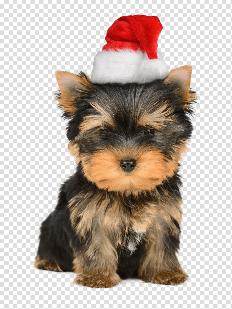 Yorkshire Terrier Puppy Santa Claus Christmas card, puppy transparent background PNG clipart