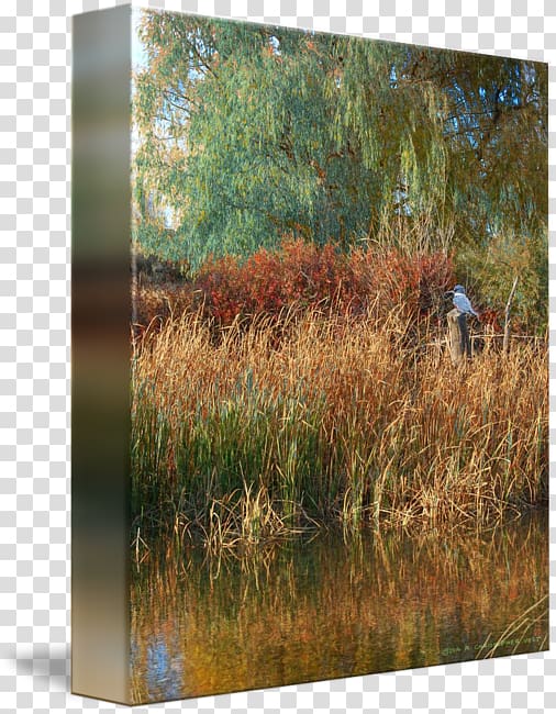 Wetland Vegetation Ecosystem Phragmites Tree, Ashley Pond transparent background PNG clipart