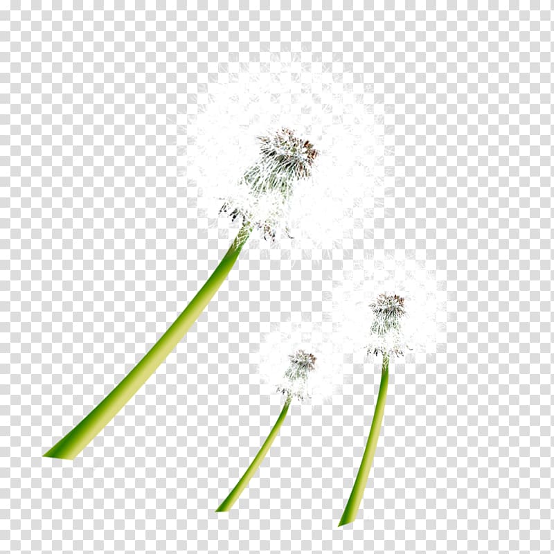 Taraxacum coreanum Dandelion Pattern, White dandelion pull material Free transparent background PNG clipart