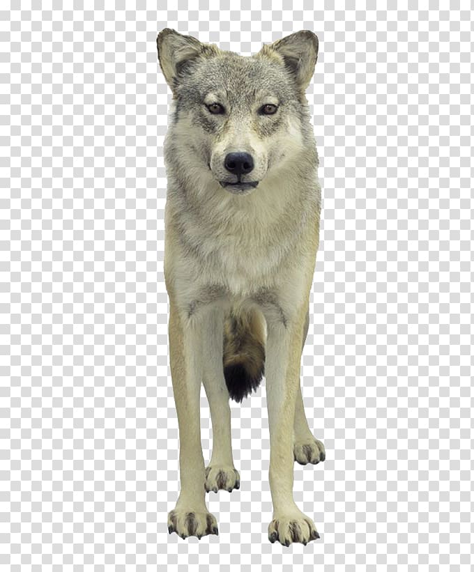 Tundra wolf Puppy Loup, Personality wolf transparent background PNG clipart
