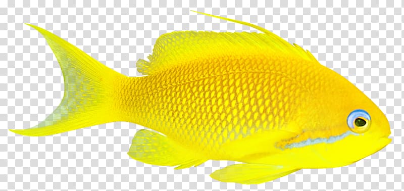 Goldfish Lossless compression Coral reef fish, fish transparent background PNG clipart
