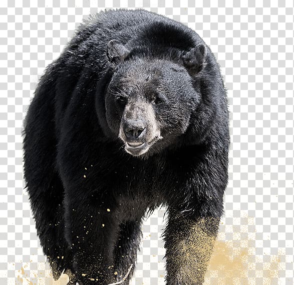 Grizzly bear American black bear Sloth bear Alaska Peninsula brown bear, bear transparent background PNG clipart