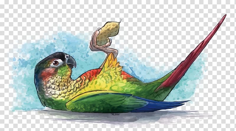 Parrot Watercolor painting, eat peanuts with parrots transparent background PNG clipart