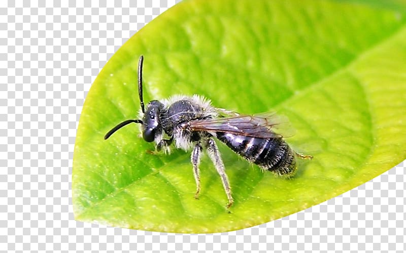 Honey bee Galaga Bumblebee Apidae Insect, Bees on the leaves transparent background PNG clipart