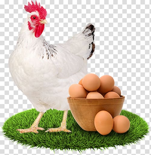 Chicken Egg Poultry Fowl, chicken transparent background PNG clipart