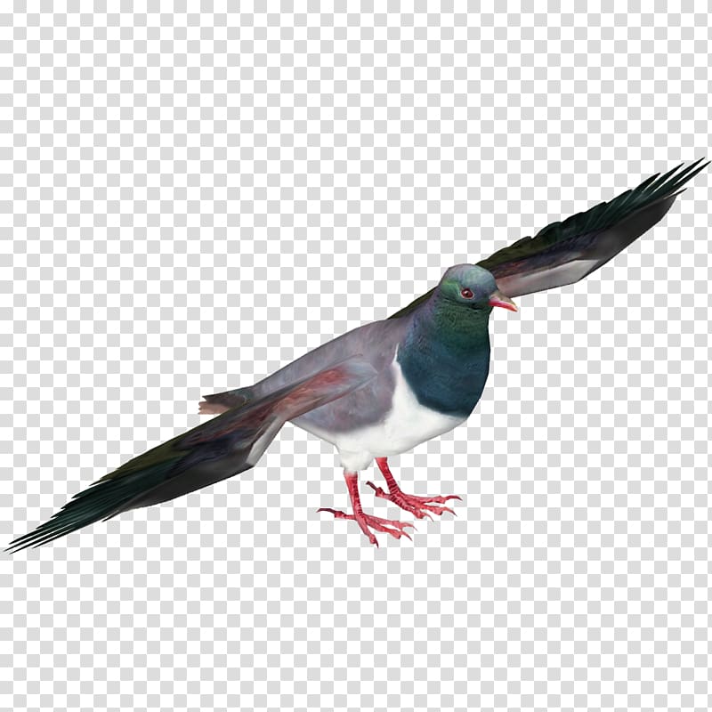 Pigeons and doves New Zealand pigeon Bird Racing Homer Pigeon racing, Bird transparent background PNG clipart