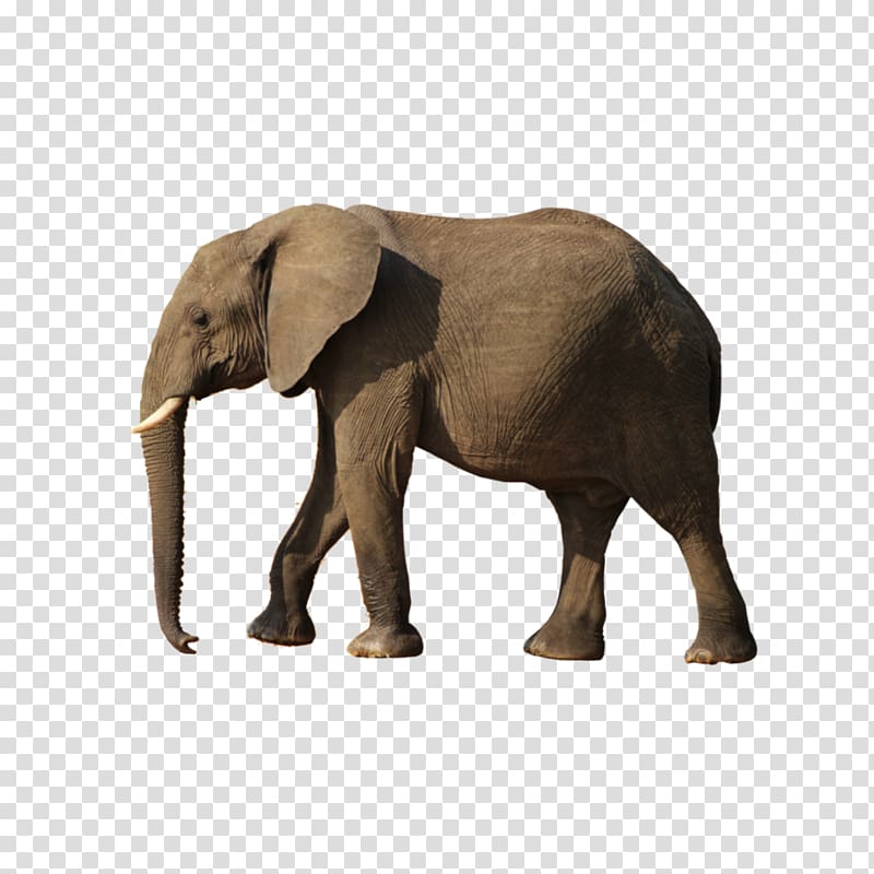 African bush elephant, Elephant transparent background PNG clipart