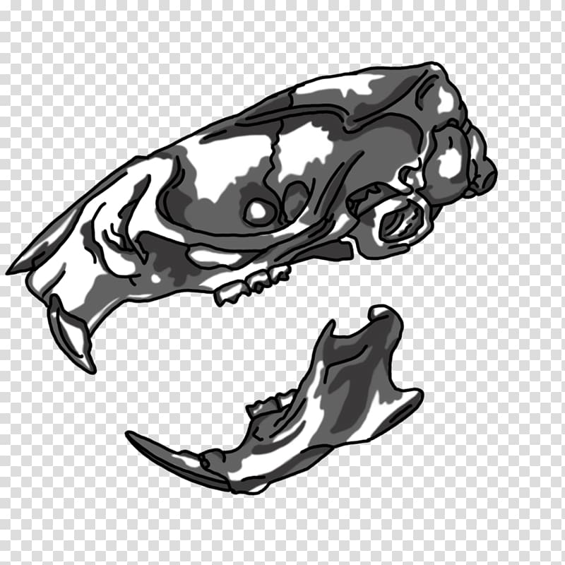 Laboratory rat Skull Drawing, rat transparent background PNG clipart