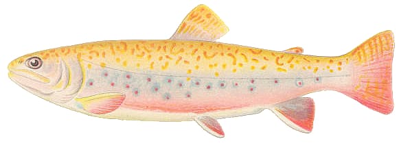 Salmon Brook trout , trout transparent background PNG clipart