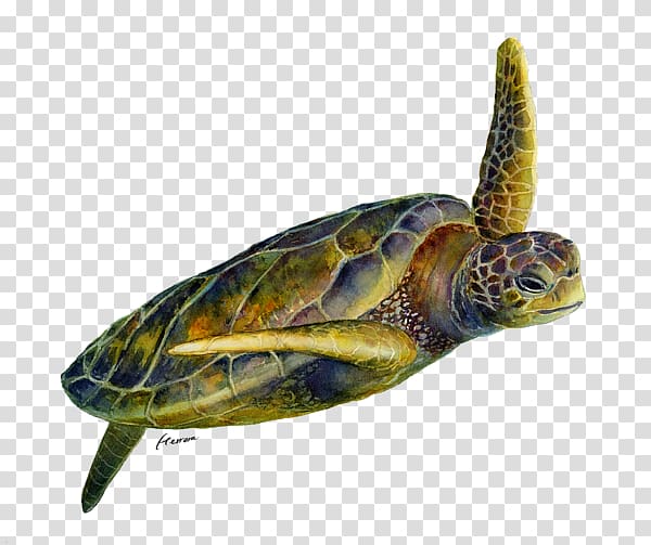 Box turtles Watercolor painting Art, Turtle watercolor transparent background PNG clipart