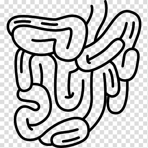 Small intestine Gastrointestinal tract Large intestine Digestion, digestive transparent background PNG clipart