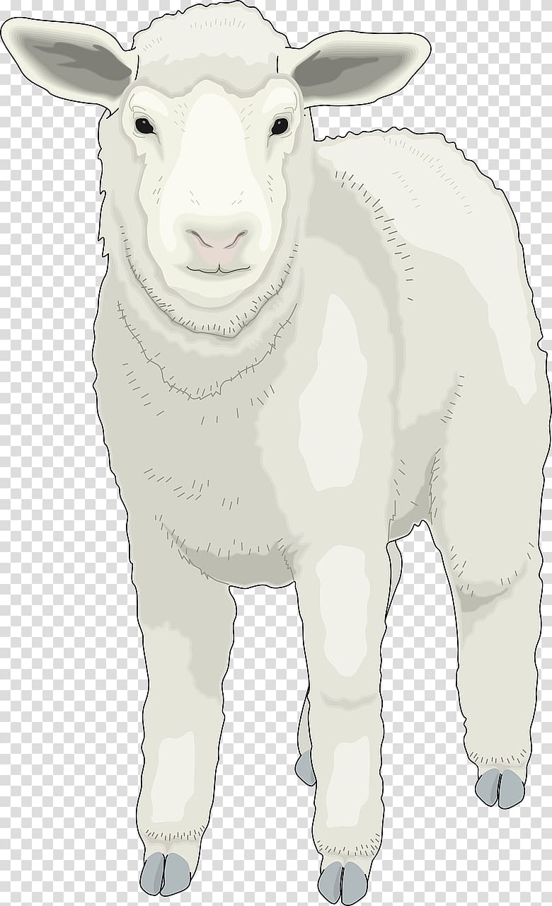 Sheep , Fluffy little sheep transparent background PNG clipart