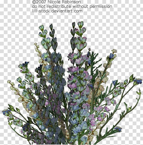 Lavender Drawing Illustration Botany Paper, Macbeth Themes Collages transparent background PNG clipart