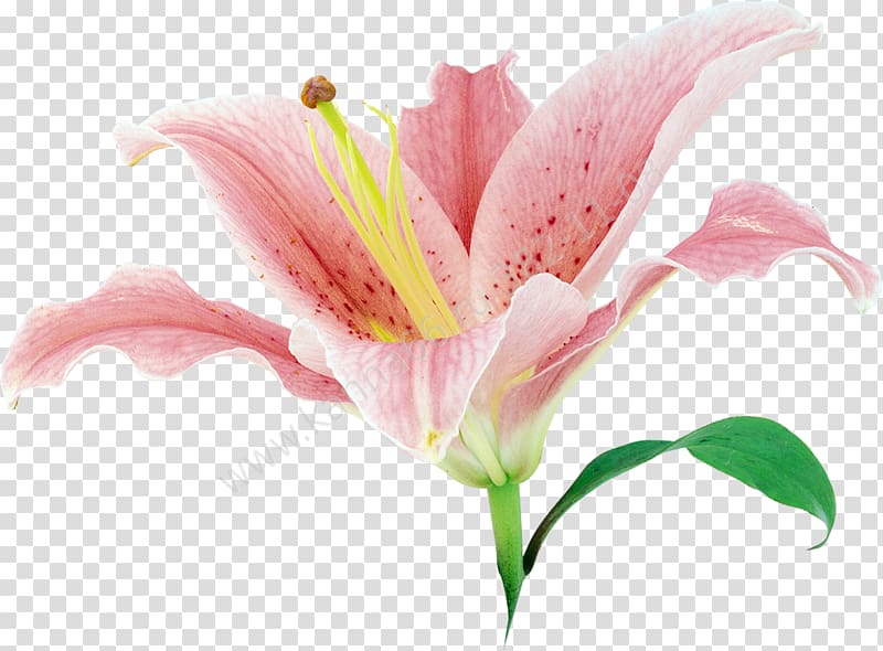 Lilium , 情人节玫瑰 flower transparent background PNG clipart