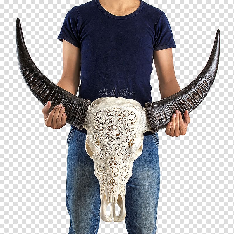 Horn Cattle Skull Centimeter Curvature, buffalo skull transparent background PNG clipart
