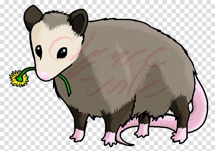 Cat Budgerigar Mouse Opossum , Cat transparent background PNG clipart