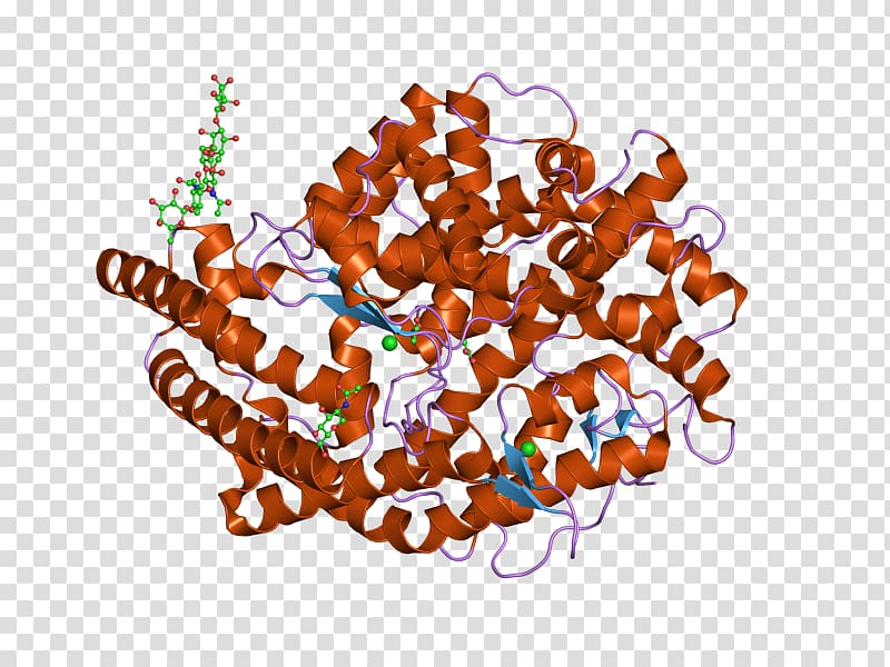 Angiotensin-converting enzyme Angiotensin II Gene therapy, others transparent background PNG clipart