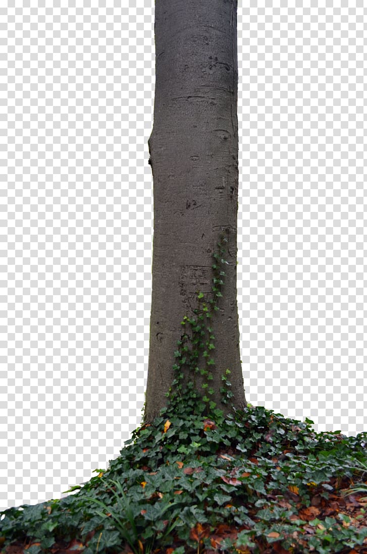 Trunk Tree stump Branch, stump transparent background PNG clipart