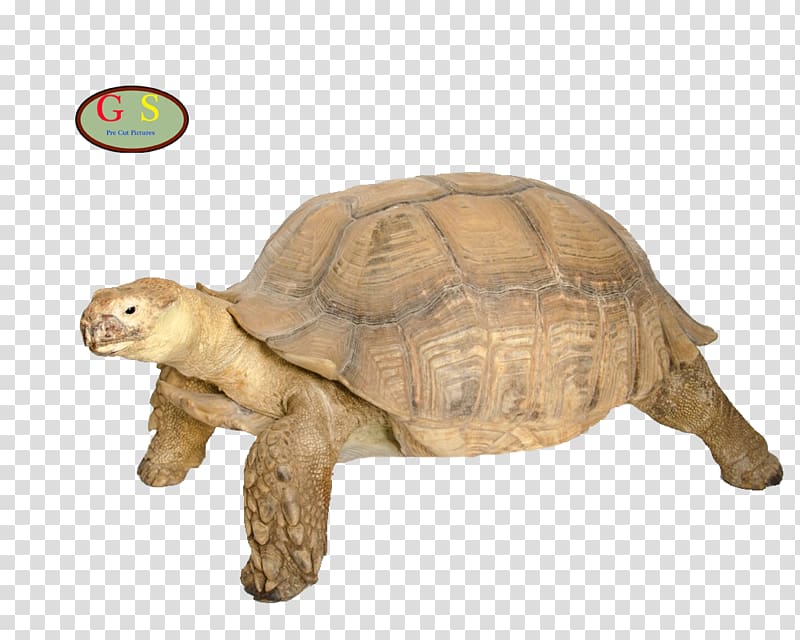 Box turtle Tortoise Reptile M4 Sherman, Children transparent background PNG clipart