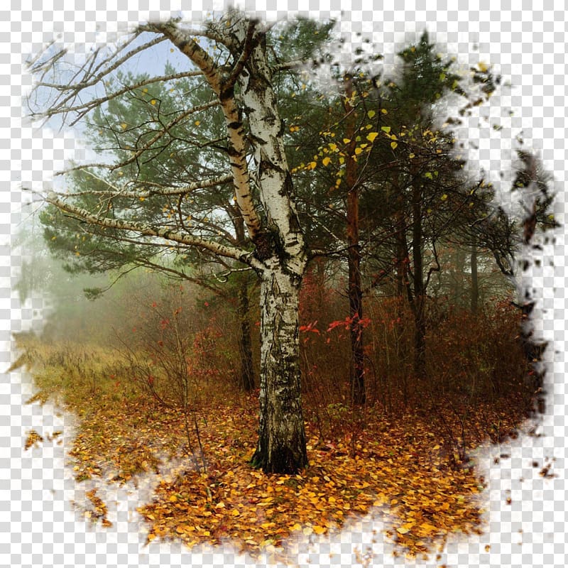 Desktop Deciduous Landscape, autumn transparent background PNG clipart