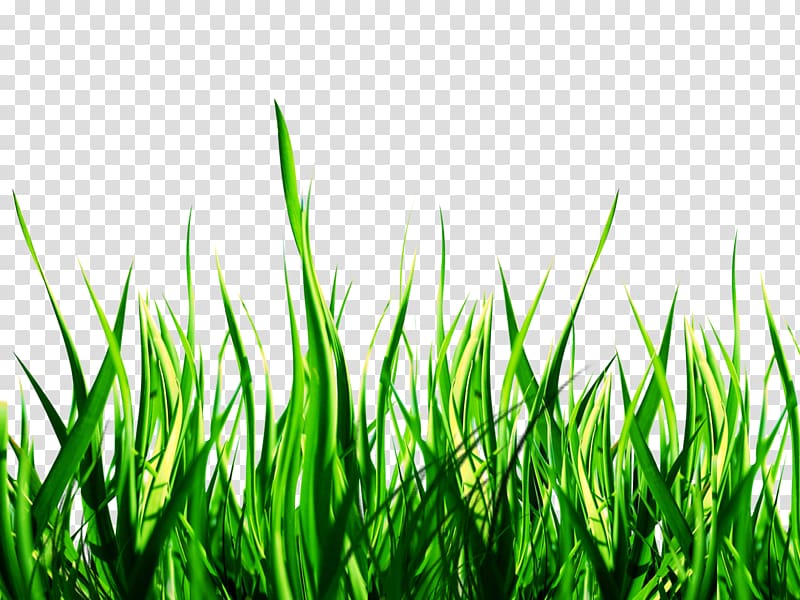 green grass illustration, Lawn PicsArt Studio Garden Sticker Yard, grass transparent background PNG clipart