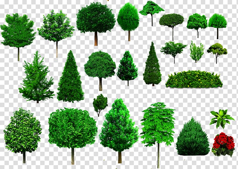 assorted trees , Tree Shrub Ornamental plant Woody plant, bushes transparent background PNG clipart