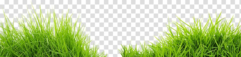 green grass, Green Grass Road Meadow, Grass Green Grass transparent background PNG clipart